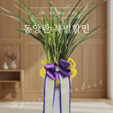 동양란(특가)